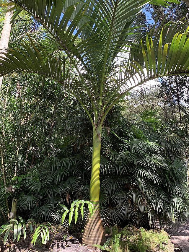 Palmier endémique du Vanuatu, le Carpoxylon-macrospermum.
