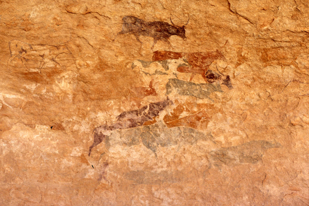 Peintures rupestres de bovidés sur les parois d'une roche dans le parc du Tassili.