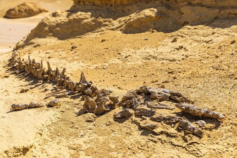 Vallée des Baleines (Wadi Al-Hitan) : Sur les Traces des Ancêtres Terrestres des Baleines