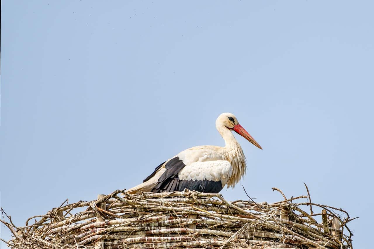 Une cigogne sur son nid.