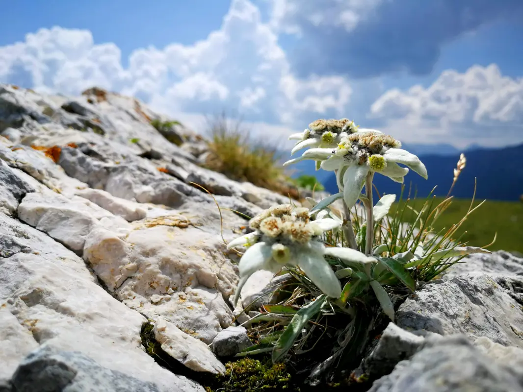 Edelweiss sur un sol rocheux dans le massif des Dolomites.