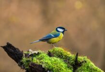 Oiseaux en Voie de Disparition : Comprendre la Crise Écologique Une mésange bleue sur une souche d'arbre.