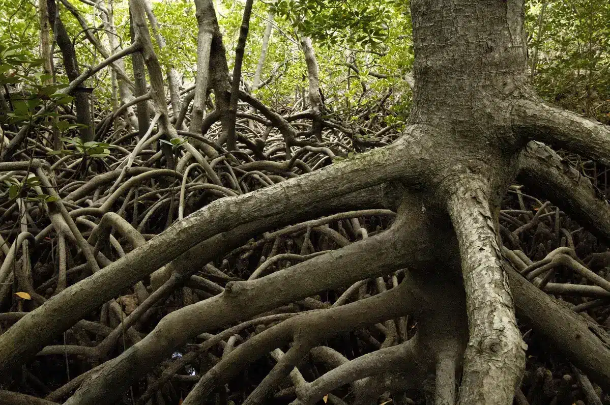 Enchevêtrement de racines de palétuviers dans la mangrove de l’atoll d’Aldabra, Seychelles.