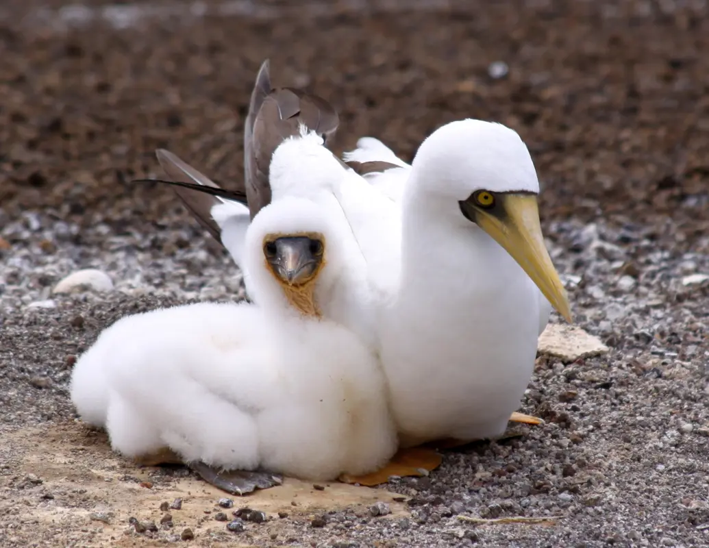 Un couple de fous masqués sur l'île de l'Ascension.