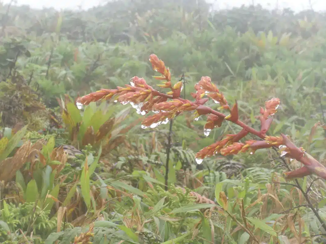 Une fleur épanouie dans le climat tropical et humide de la Montagne Pelée.