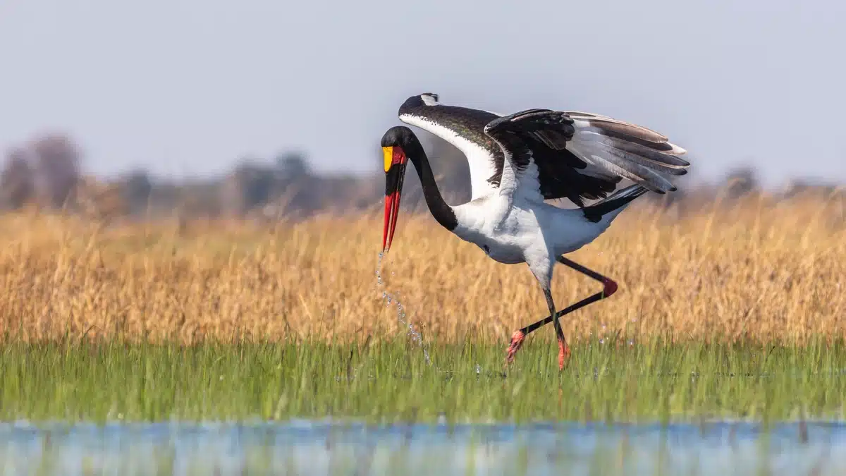 Oiseau Jabiru africain en train de pêcher dans l'Okavango