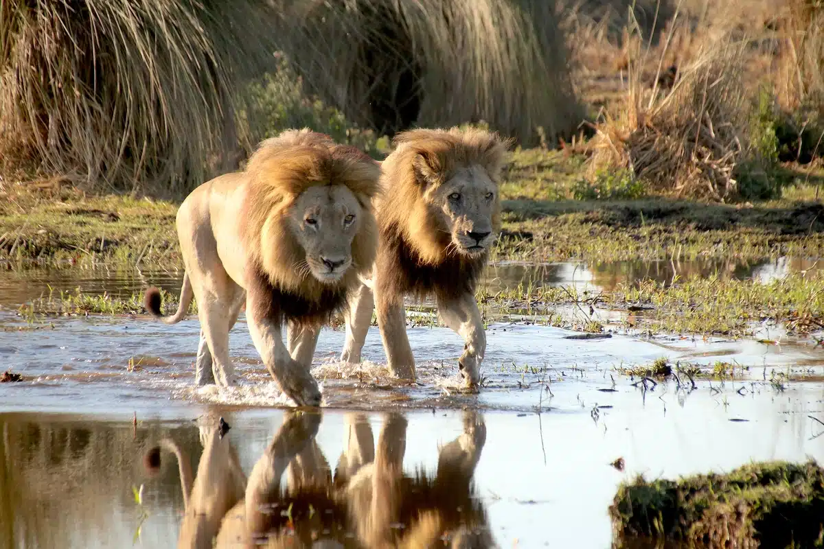 Lions avançant dans l'eau d'une rivière dans l'Okavango