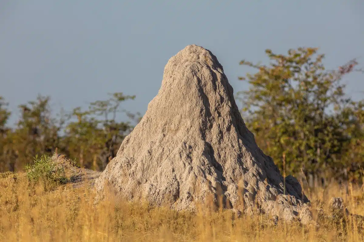 Termitière formant une île sur une rivière de l'Okavango